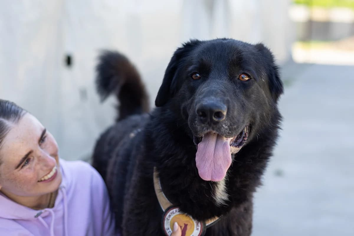Fips, weiß male 5yo Mixed Breed for adoption at Ein Herz für Streuner e.V., München