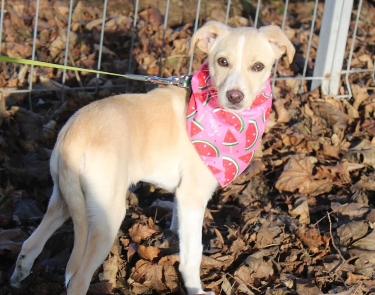 Fipsi, female puppy Mixed Breed for adoption at Ein Herz für Streuner e.V., München