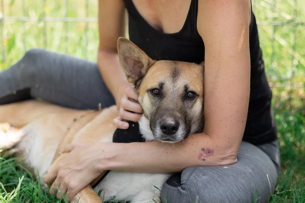 Fira, hellbraun female 4yo Mixed Breed for adoption at Ein Herz für Streuner e.V., München