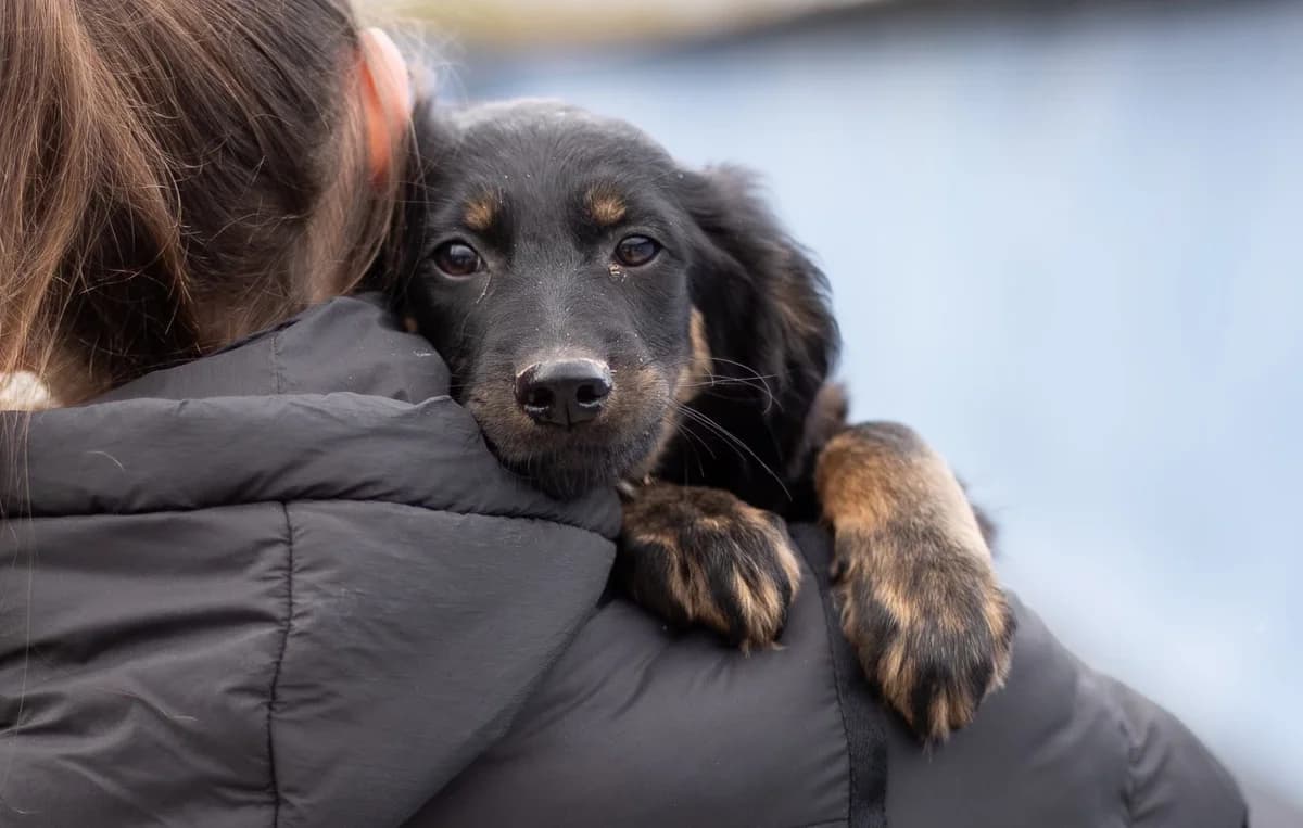 Firo, schwarz male puppy Mixed Breed for adoption at Ein Herz für Streuner e.V., München