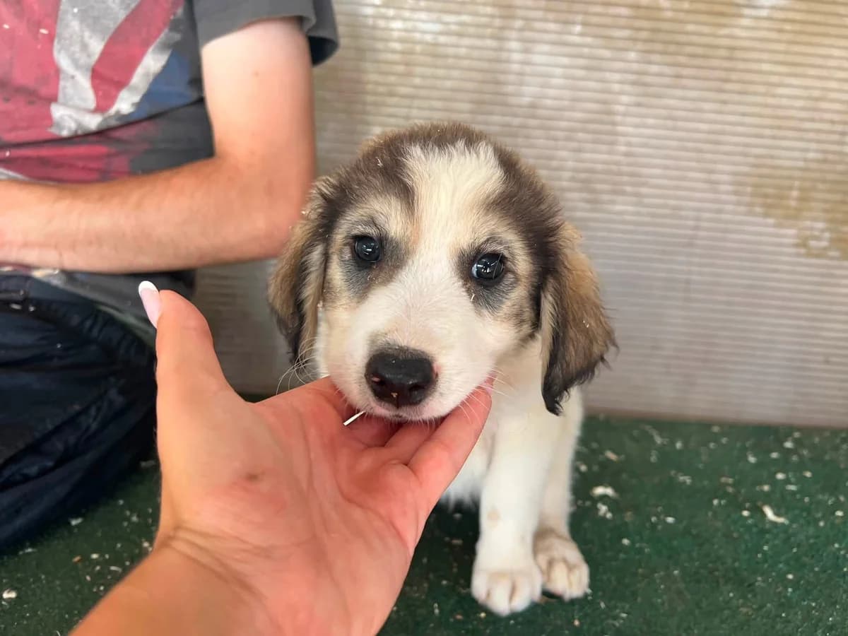 Fischi, male puppy Mixed Breed for adoption at Ein Herz für Streuner e.V., München