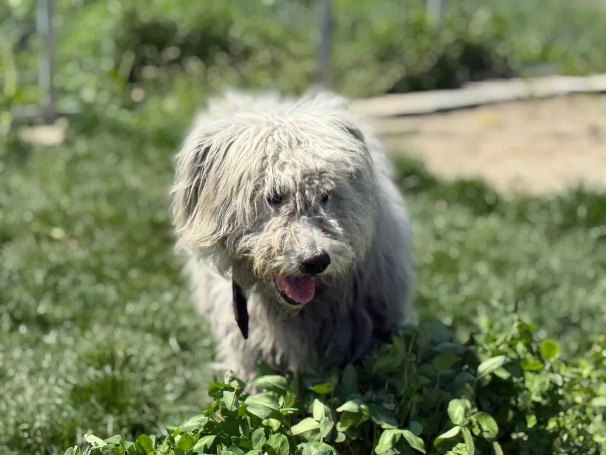 Fjeder, male 6yo Mixed Breed for adoption at Ein Herz für Streuner e.V., München