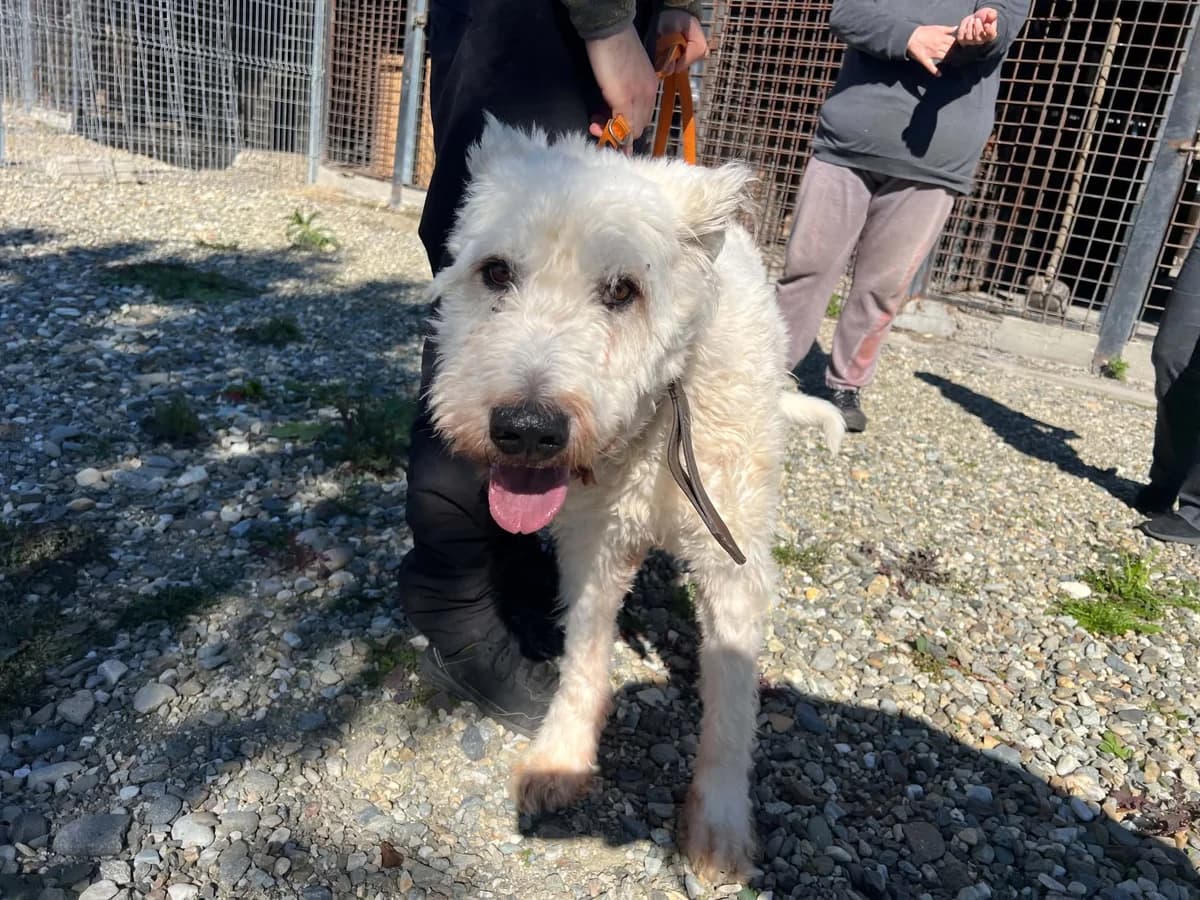 Fjeder, male 6yo Mixed Breed for adoption at Ein Herz für Streuner e.V., München