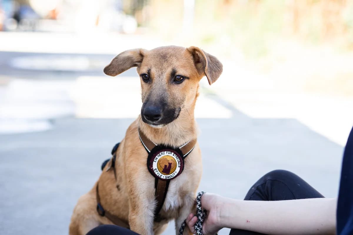 Fjor, male puppy Mixed Breed for adoption at Ein Herz für Streuner e.V., München