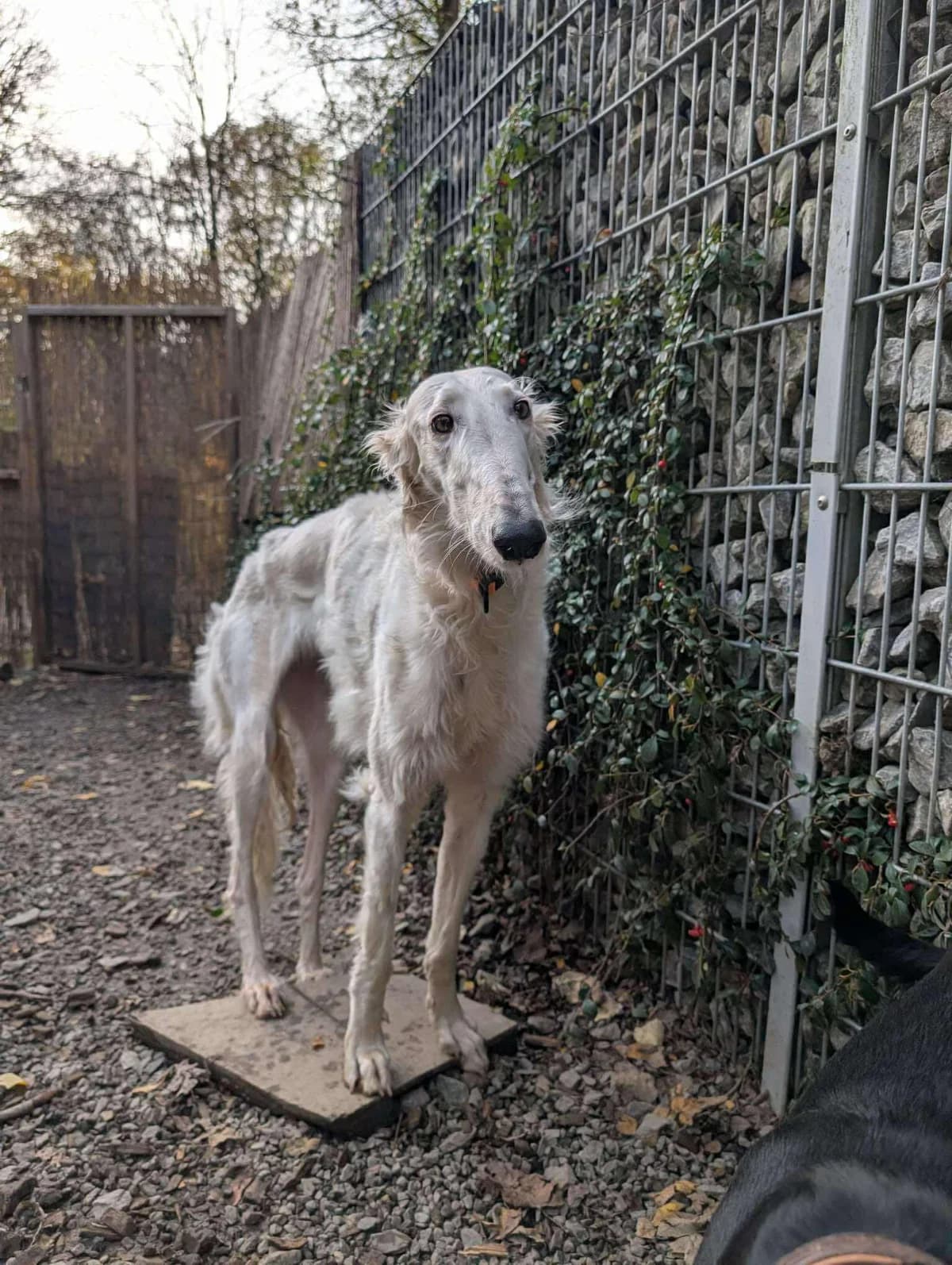 Fjorda, female 5yo Mixed Breed for adoption at Ein Herz für Streuner e.V., München