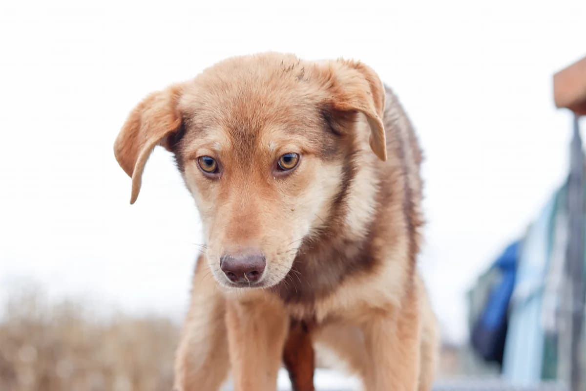 Flake, female puppy Mixed Breed for adoption at Ein Herz für Streuner e.V., München