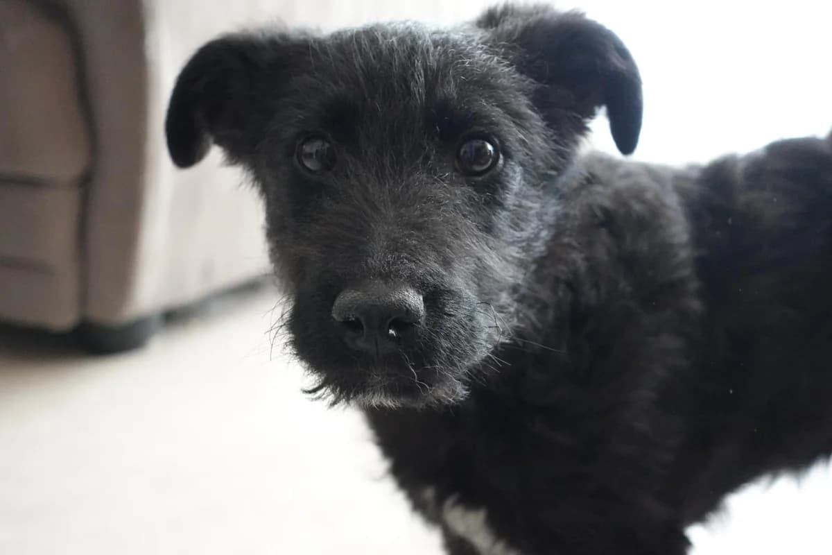 Flash, male puppy Mixed Breed for adoption at Ein Herz für Streuner e.V., München