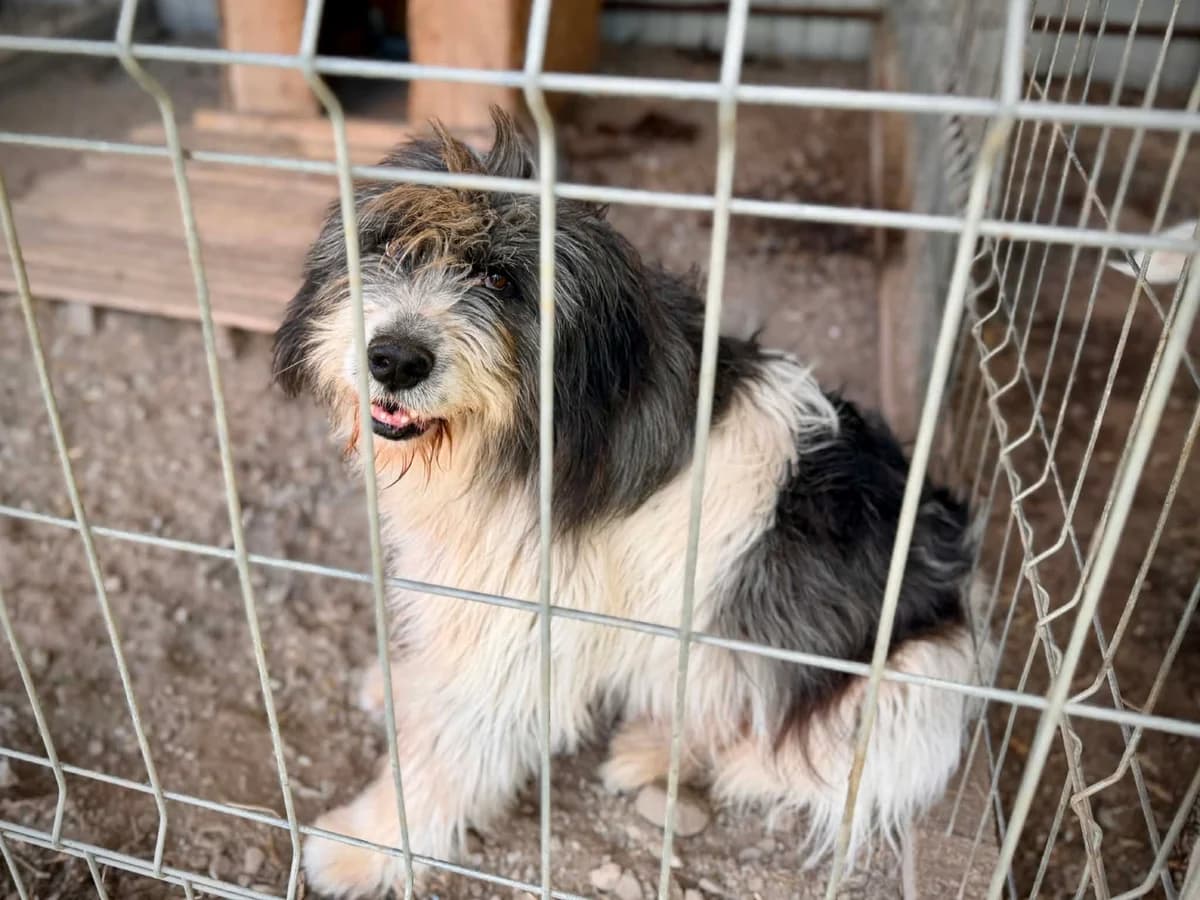 Flash, male senior Mixed Breed for adoption at Ein Herz für Streuner e.V., München