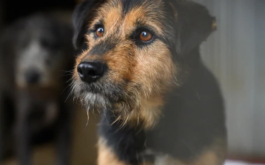 Flavio, braun male 5yo Mixed Breed for adoption at Ein Herz für Streuner e.V., München