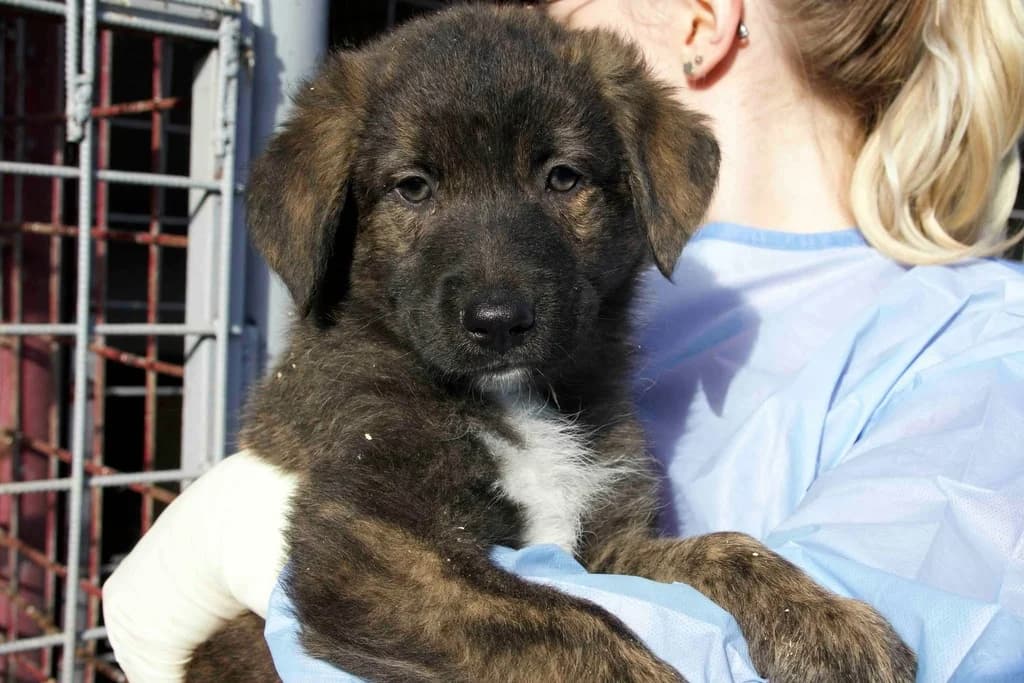 Fletch, dunkelbraun male puppy Mixed Breed for adoption at Ein Herz für Streuner e.V., München