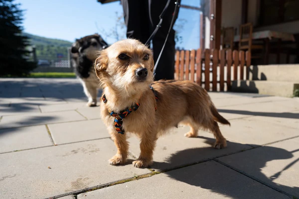 Fleur, young Mixed Breed for adoption at Ein Herz für Streuner e.V., München