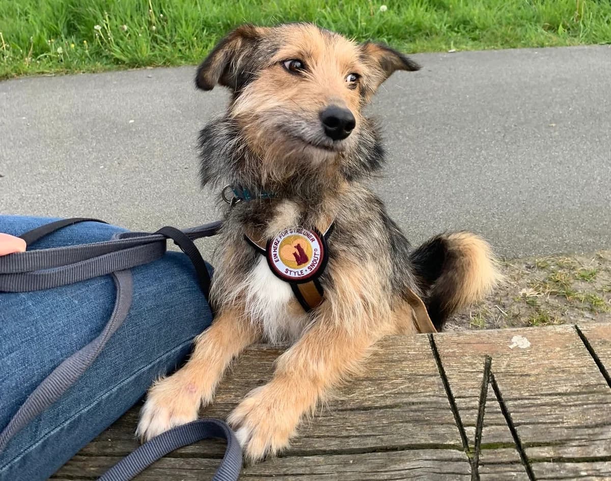 Flex, male young Mixed Breed for adoption at Ein Herz für Streuner e.V., München