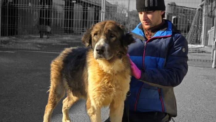 Flick, male senior Mixed Breed for adoption at Ein Herz für Streuner e.V., München