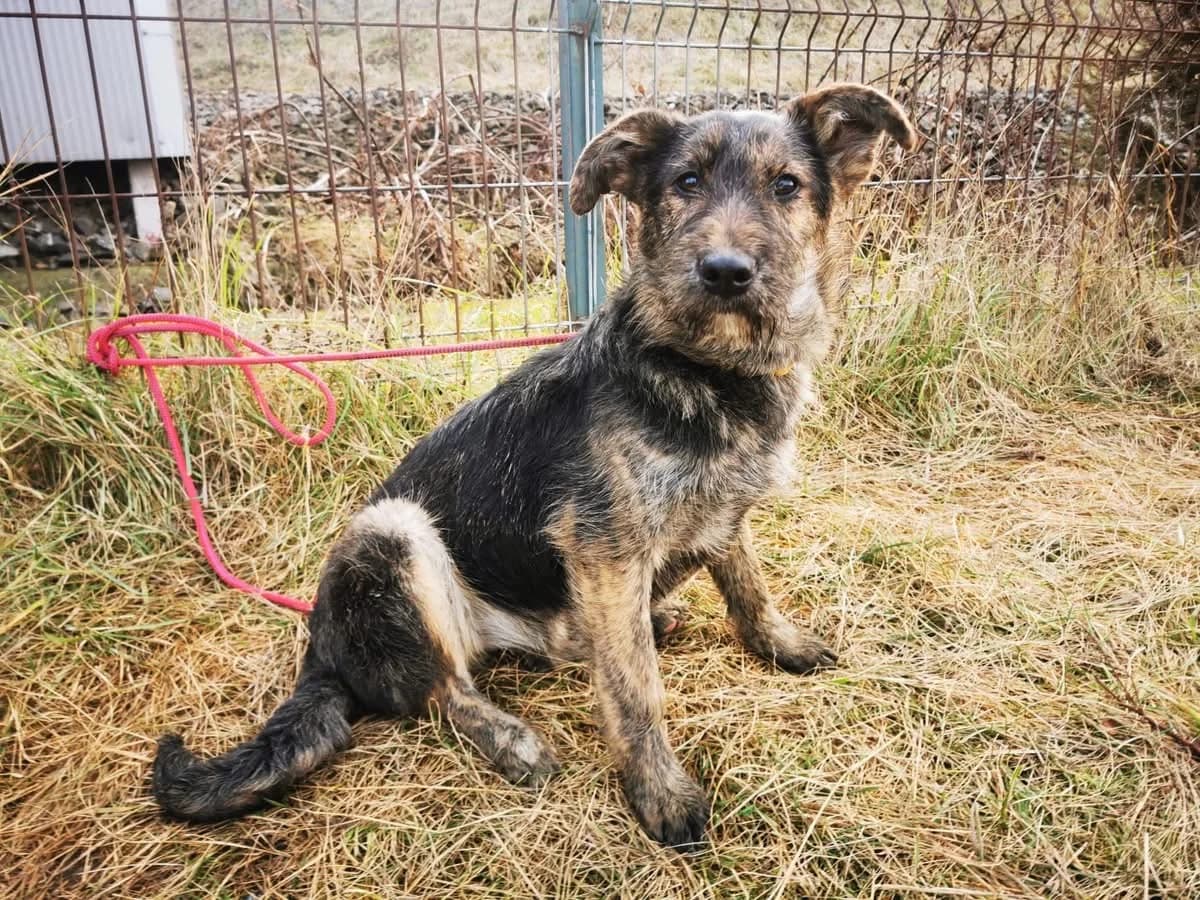 Flicka, female puppy Mixed Breed for adoption at Ein Herz für Streuner e.V., München