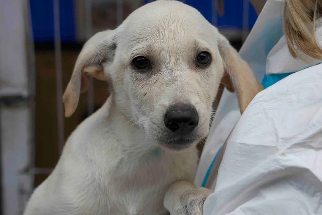 Flint, cremefarben male puppy Mixed Breed for adoption at Ein Herz für Streuner e.V., München