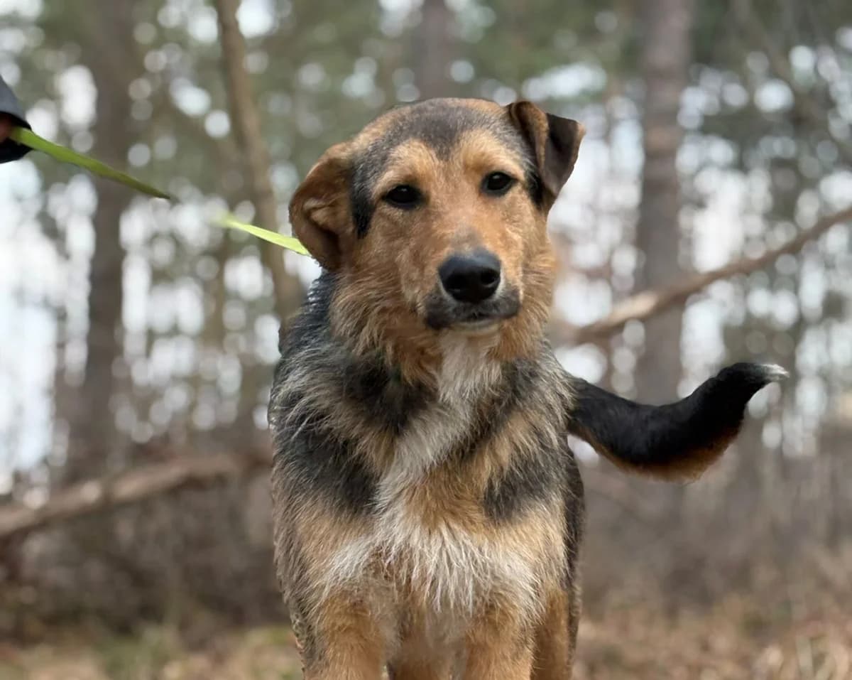 Flinti, weiß male young Mixed Breed for adoption at Ein Herz für Streuner e.V., München