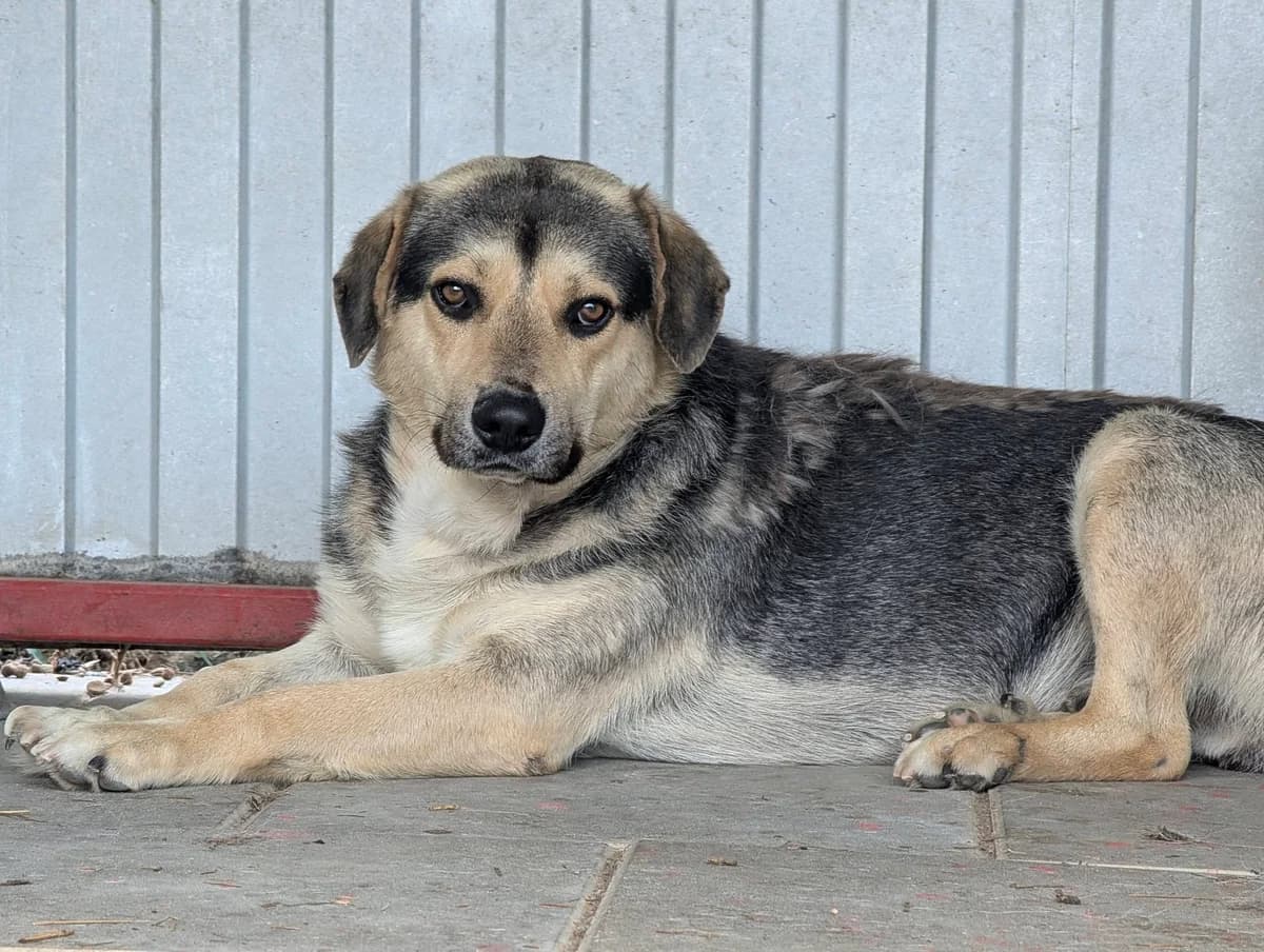 Flinti, beige male 6yo Mixed Breed for adoption at Ein Herz für Streuner e.V., München