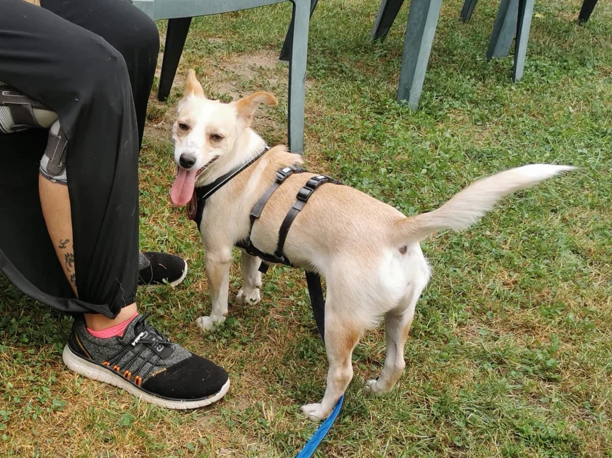 Flip, female 4yo Mixed Breed for adoption at Ein Herz für Streuner e.V., München