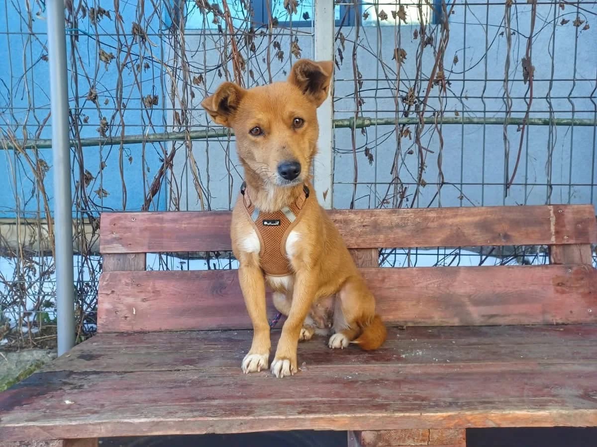 Flippa, female 3yo Mixed Breed for adoption at Ein Herz für Streuner e.V., München