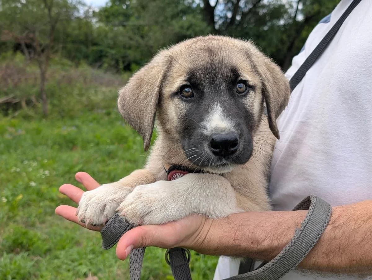 Flo, male puppy Mixed Breed for adoption at Ein Herz für Streuner e.V., München