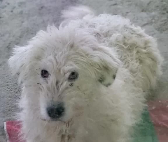 Flocke, weiß female 5yo Mixed Breed for adoption at Ein Herz für Streuner e.V., München