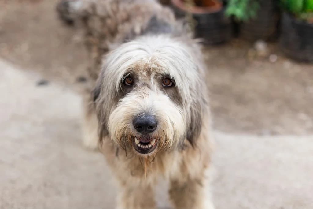 Flocke, grau female 3yo Mixed Breed for adoption at Ein Herz für Streuner e.V., München