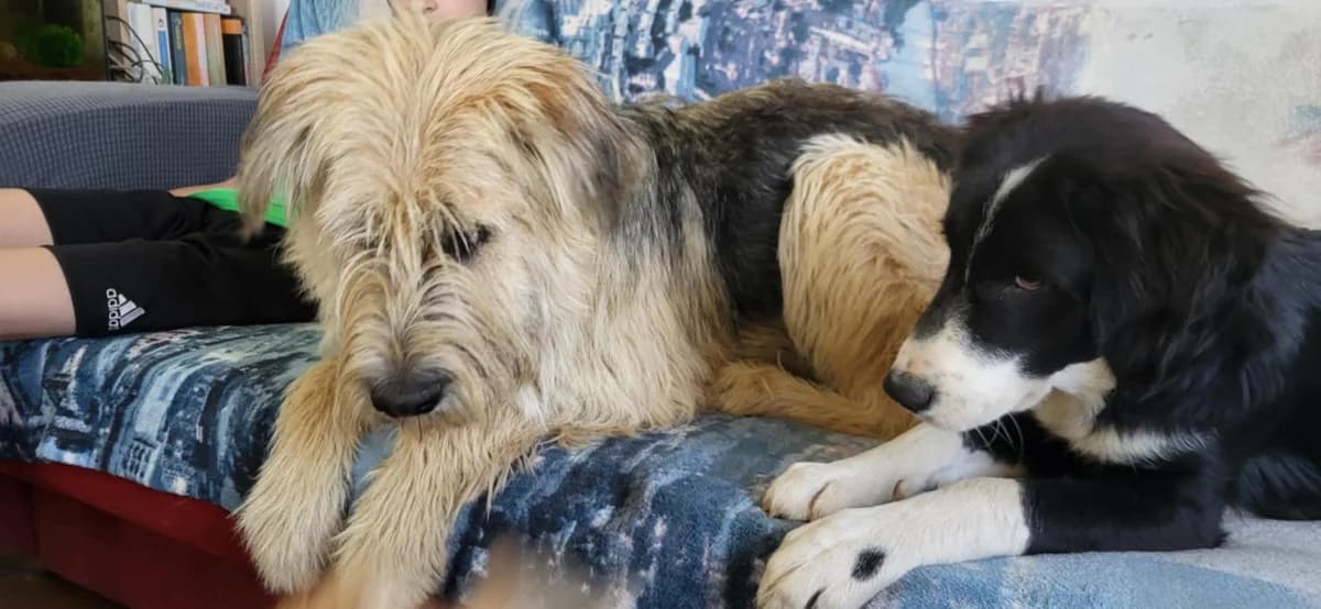 Flocki, male young Mixed Breed for adoption at Ein Herz für Streuner e.V., München