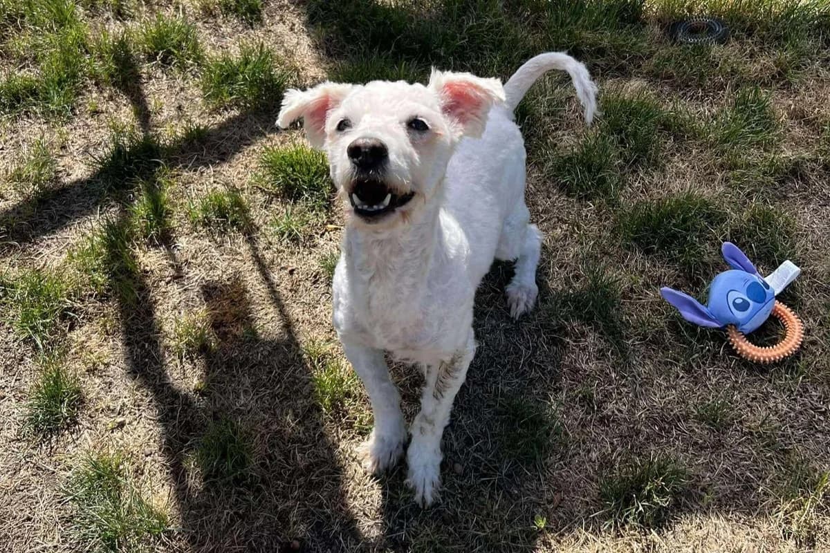 Flocki, male 5yo Mixed Breed for adoption at Ein Herz für Streuner e.V., München