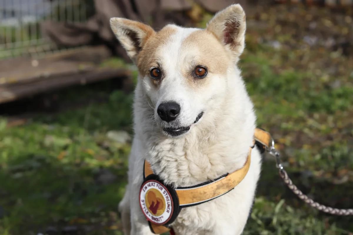 Flocki, weiß female 7yo Mixed Breed for adoption at Ein Herz für Streuner e.V., München