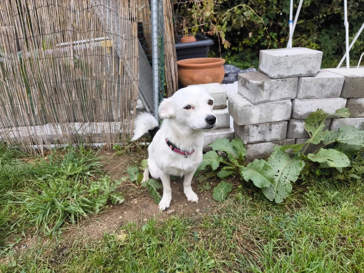 ROSI, ehem. Flocky, female young Mixed Breed for adoption at Ein Herz für Streuner e.V., München