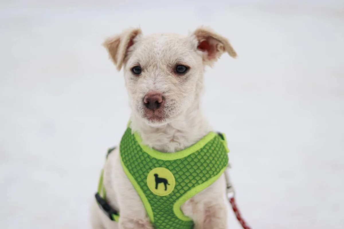 FlÖCkchen, weiß male puppy Mixed Breed for adoption at Ein Herz für Streuner e.V., München