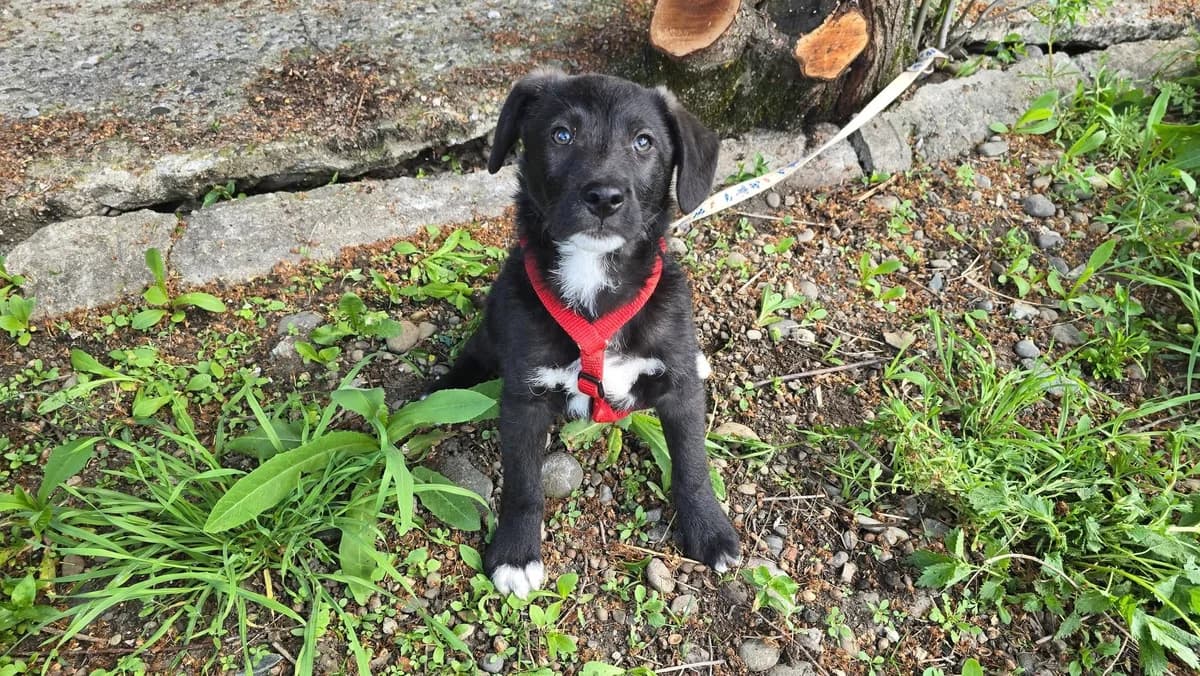 Floh, male young Mixed Breed for adoption at Ein Herz für Streuner e.V., München