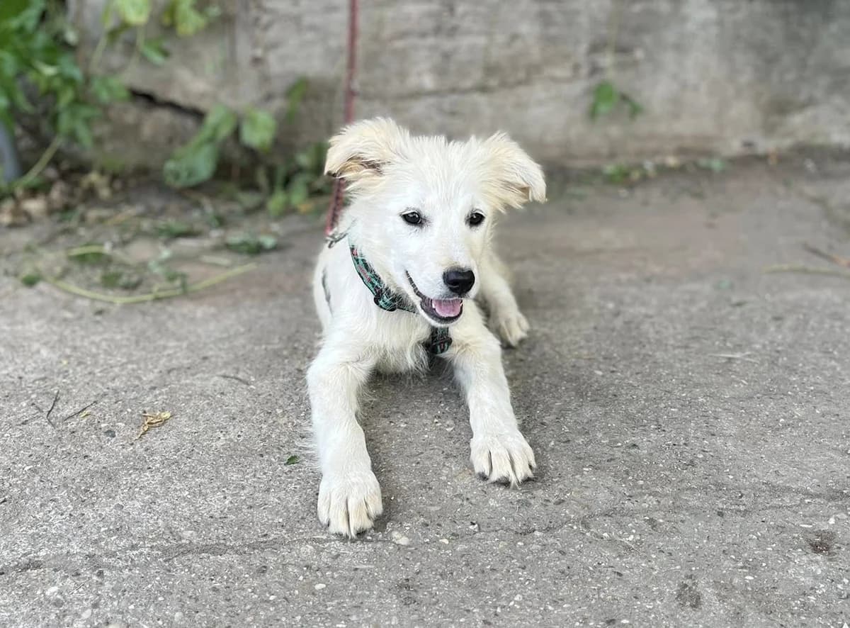 Floh, female puppy Mixed Breed for adoption at Ein Herz für Streuner e.V., München