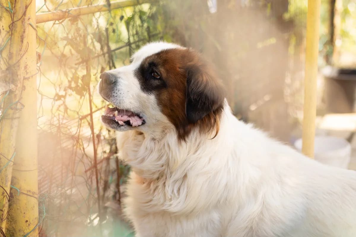 Floki, weiß male senior Mixed Breed for adoption at Ein Herz für Streuner e.V., München