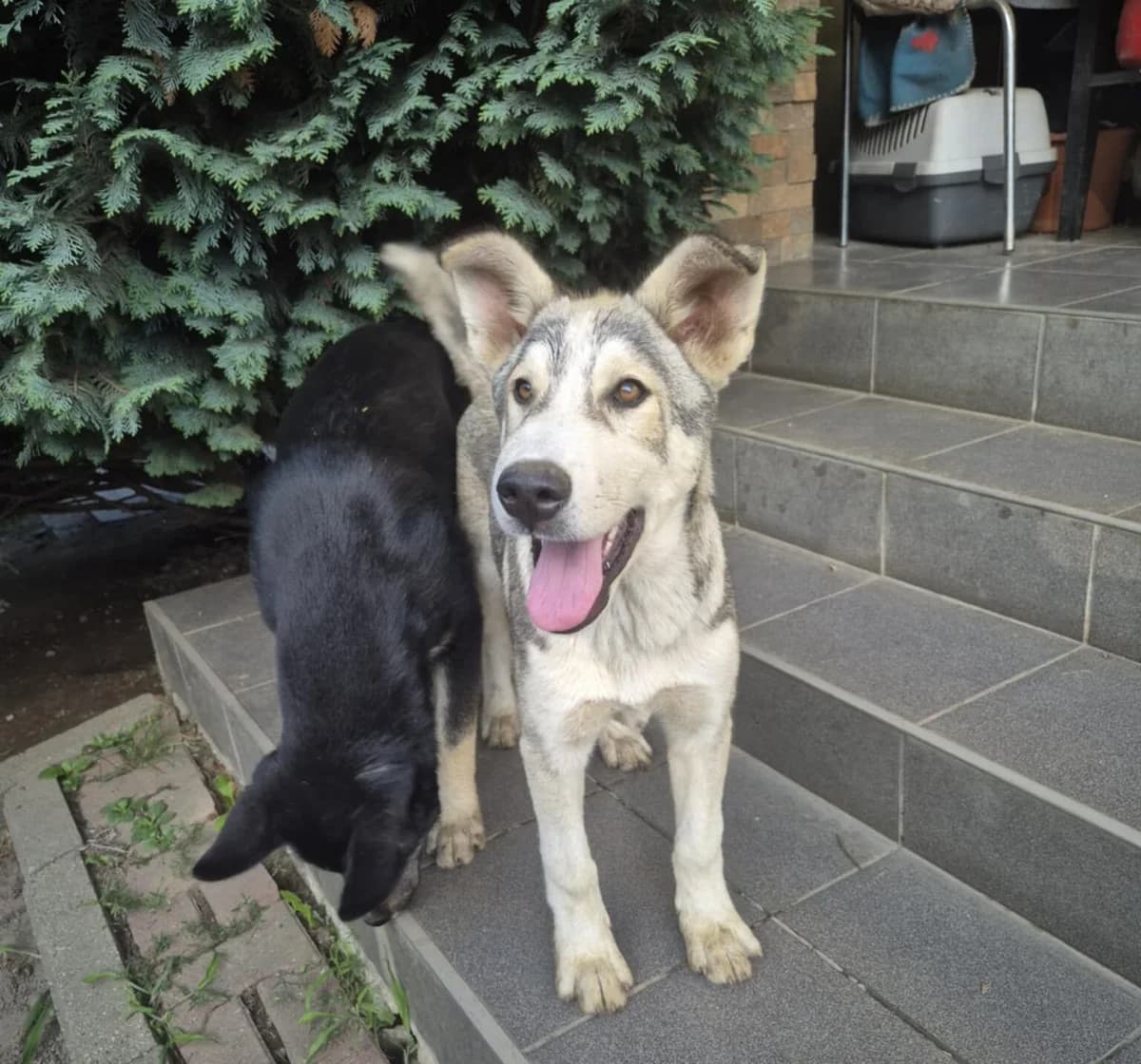 Floki, male puppy Mixed Breed for adoption at Ein Herz für Streuner e.V., München
