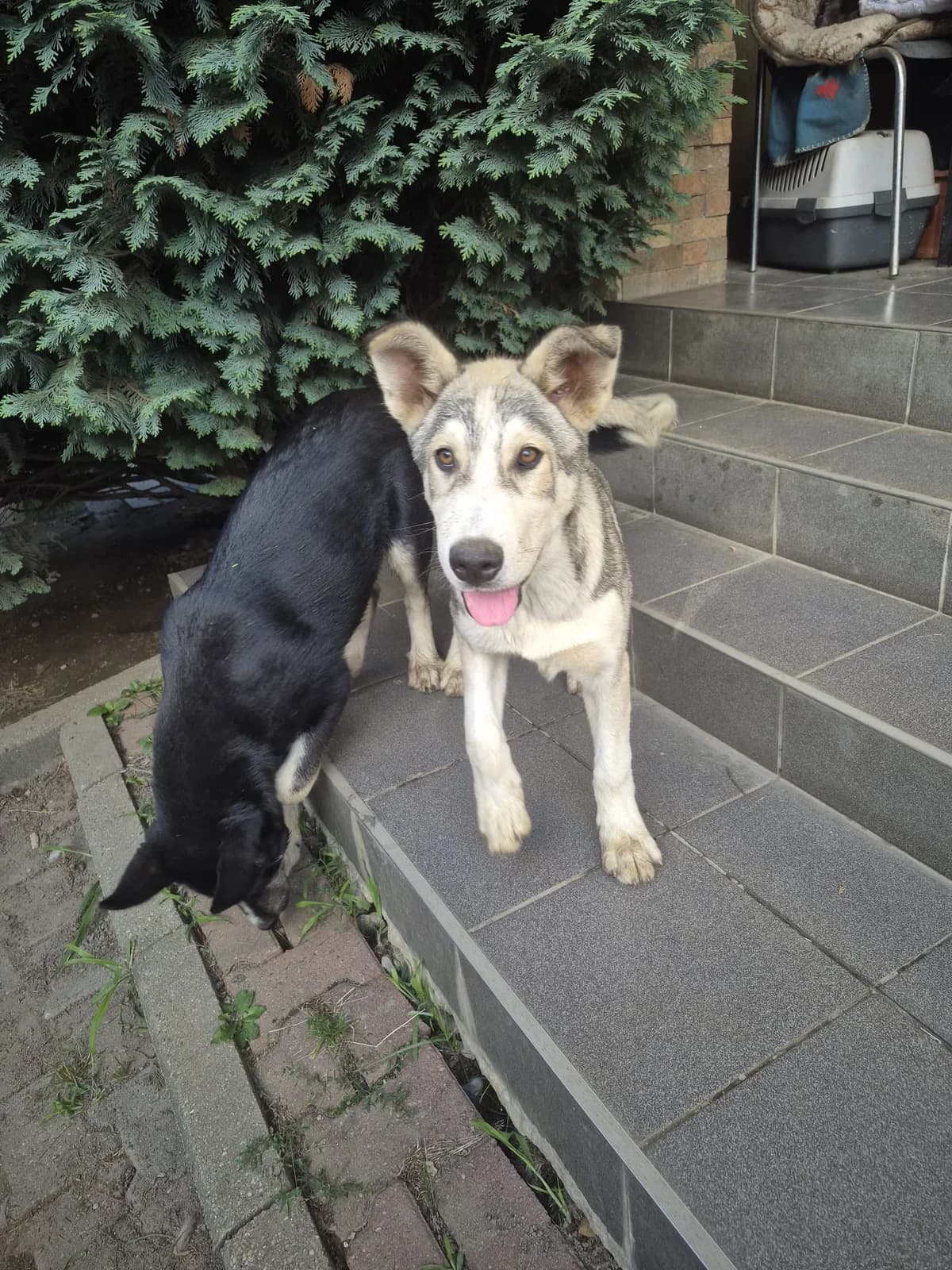 Floki, male puppy Mixed Breed for adoption at Ein Herz für Streuner e.V., München
