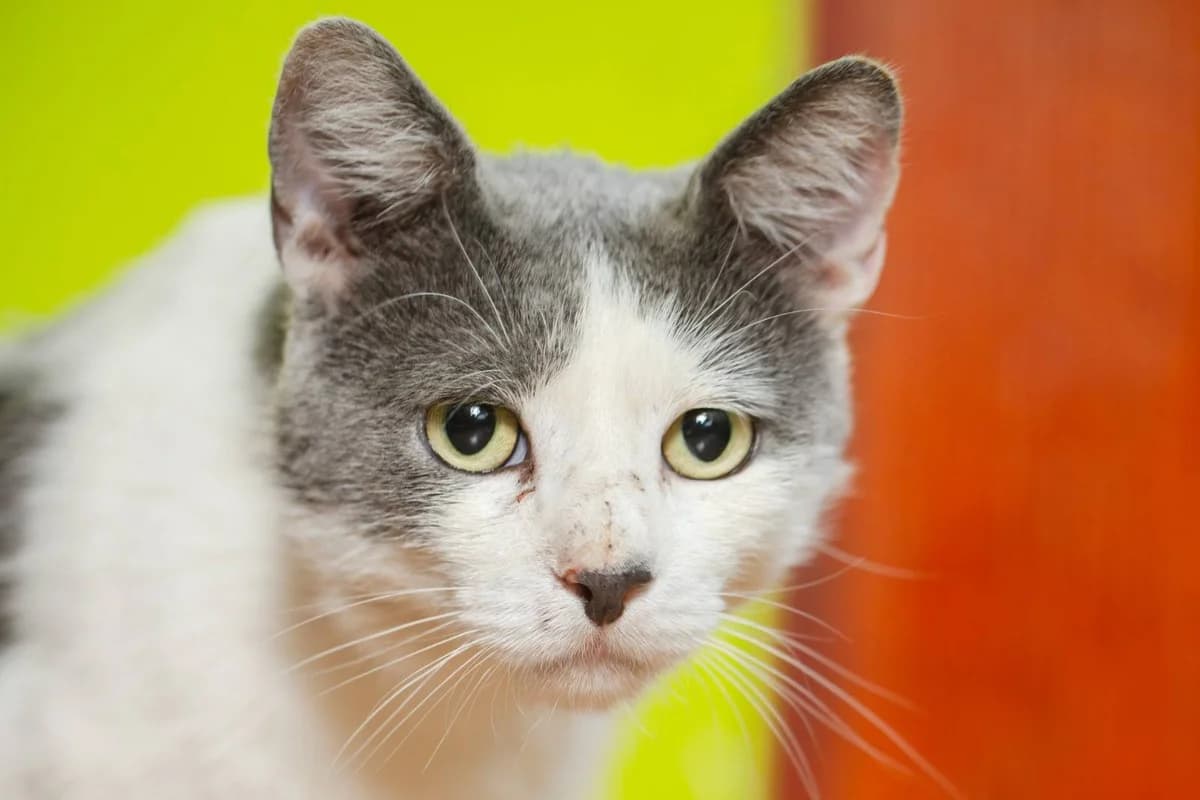 Floki, male 3yo Mixed Breed for adoption at Ein Herz für Streuner e.V., München