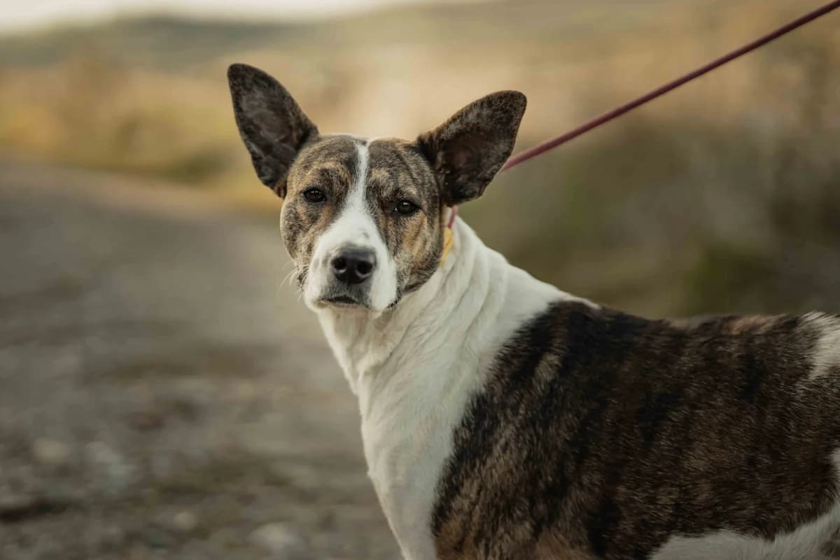 Floppy, female 5yo Mixed Breed for adoption at Ein Herz für Streuner e.V., München