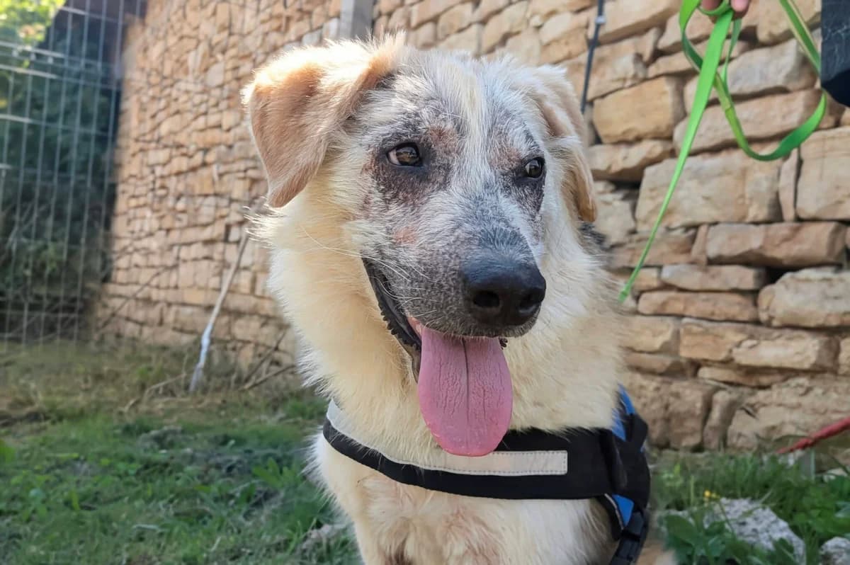 Floppy, male young Mixed Breed for adoption at Ein Herz für Streuner e.V., München