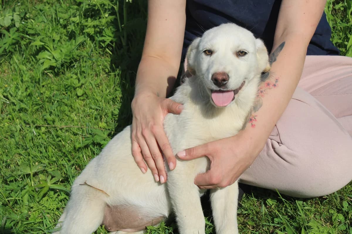 Flora, weiß female puppy Mixed Breed for adoption at Ein Herz für Streuner e.V., München