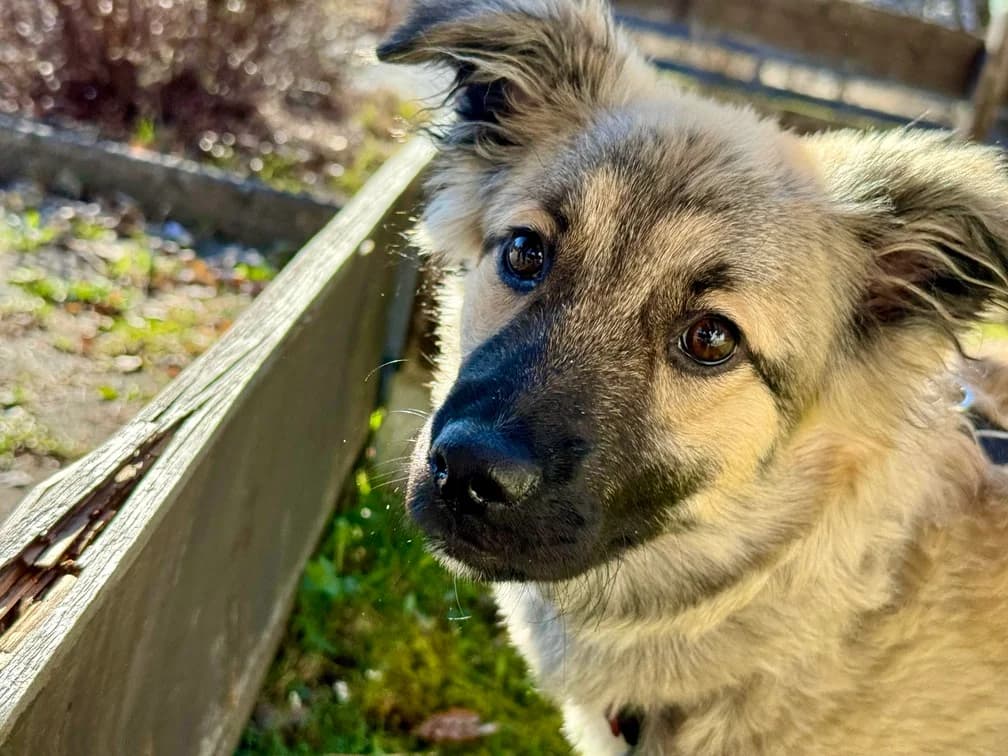 Flora, female puppy Mixed Breed for adoption at Ein Herz für Streuner e.V., München