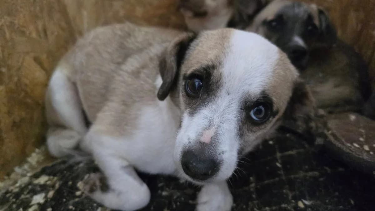 Florence, female 5yo Mixed Breed for adoption at Ein Herz für Streuner e.V., München