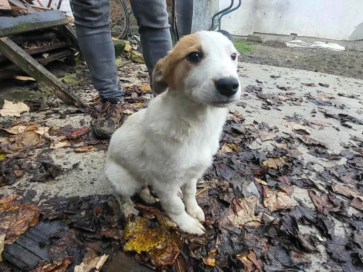 Florentine, female puppy Mixed Breed for adoption at Ein Herz für Streuner e.V., München