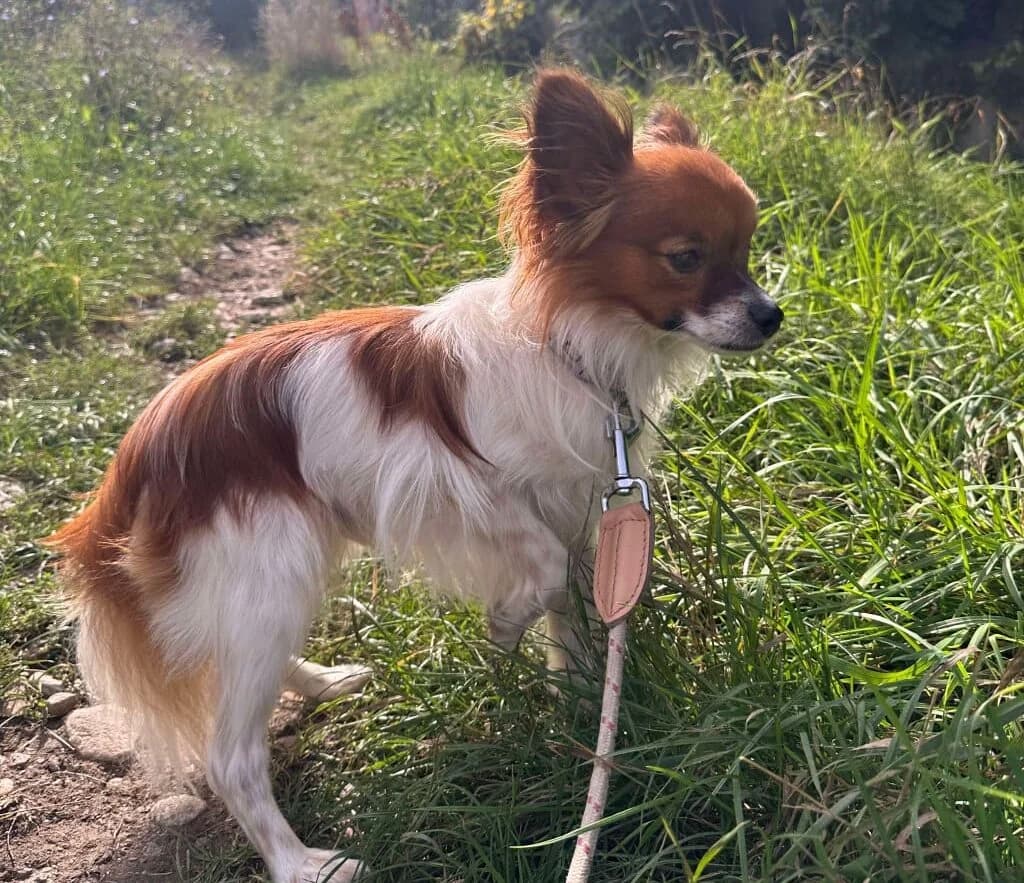 Flori, young Mixed Breed for adoption at Ein Herz für Streuner e.V., München