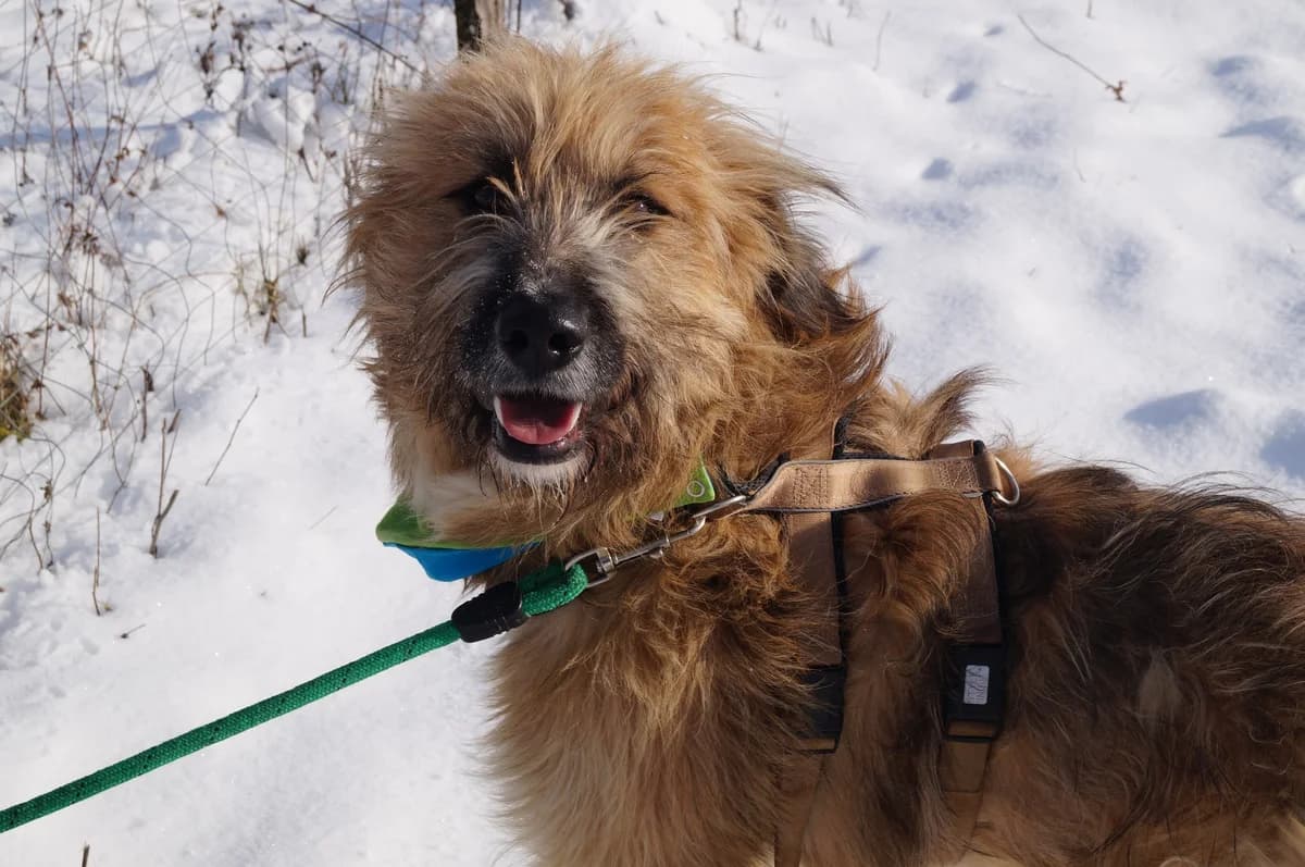 Flori, male 5yo Mixed Breed for adoption at Ein Herz für Streuner e.V., München