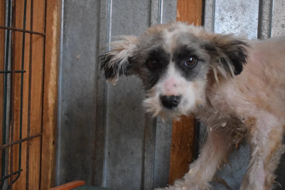 Flori, male puppy Mixed Breed for adoption at Ein Herz für Streuner e.V., München