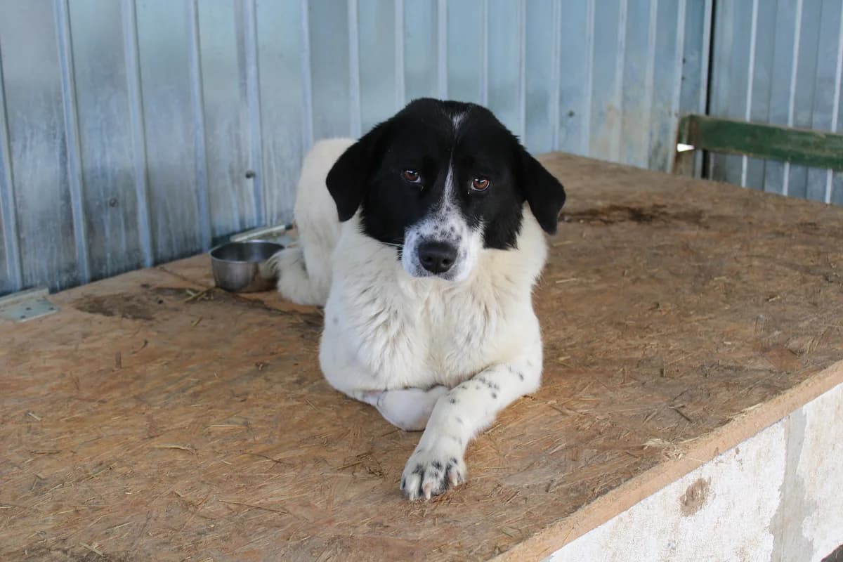 Floriana, female 5yo Mixed Breed for adoption at Ein Herz für Streuner e.V., München