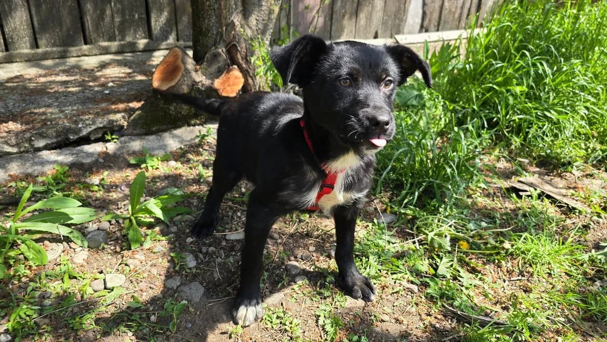 Florina, weiß female puppy Mixed Breed for adoption at Ein Herz für Streuner e.V., München