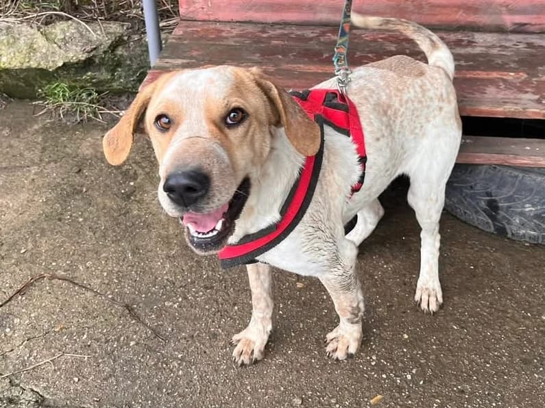 Florine, female 4yo Mixed Breed for adoption at Ein Herz für Streuner e.V., München