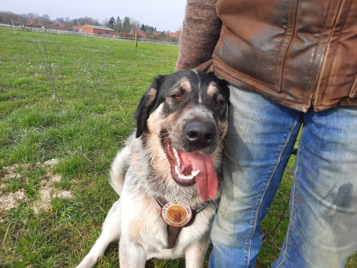 Flou, schwarz male 5yo Mixed Breed for adoption at Ein Herz für Streuner e.V., München